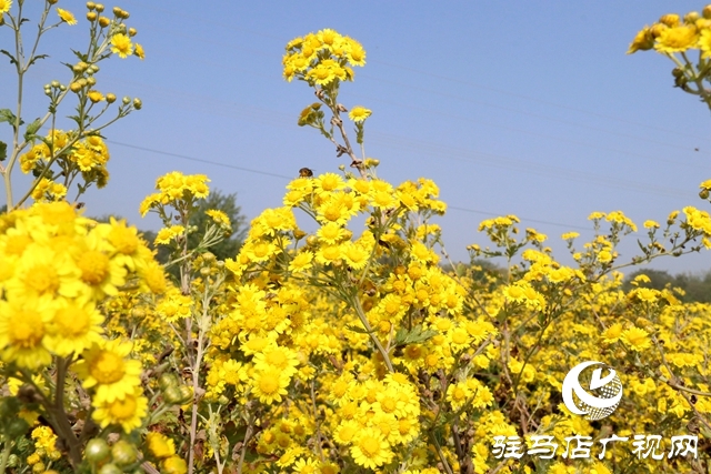 驛城區(qū)朱古洞鄉(xiāng)：野菊花開(kāi)惹人醉