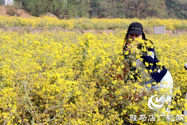 驛城區(qū)朱古洞鄉(xiāng)：野菊花開(kāi)惹人醉