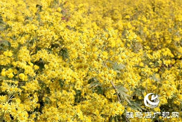 驛城區(qū)朱古洞鄉(xiāng)：野菊花開(kāi)惹人醉