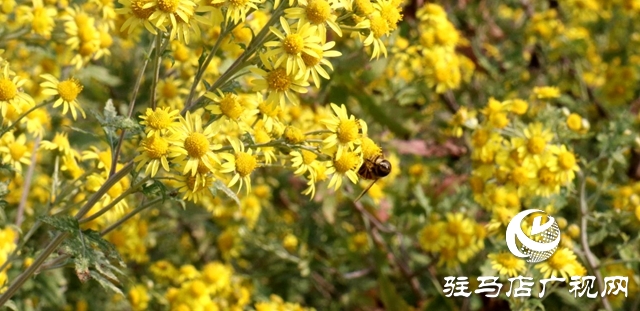 驛城區(qū)朱古洞鄉(xiāng)：野菊花開(kāi)惹人醉