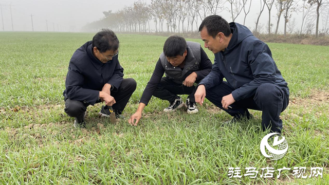 駐馬店：農(nóng)技專家“把脈支招” 田間地頭“傳經(jīng)送寶”