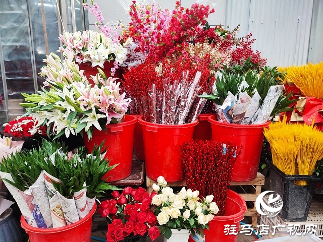 新春走基層丨 駐馬店：花卉市場(chǎng)年味濃 姹紫嫣紅迎新年