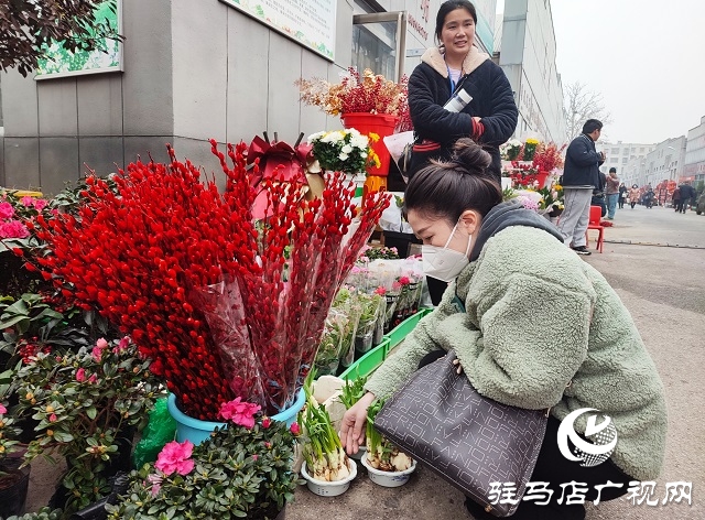 新春走基層丨 駐馬店：花卉市場(chǎng)年味濃 姹紫嫣紅迎新年