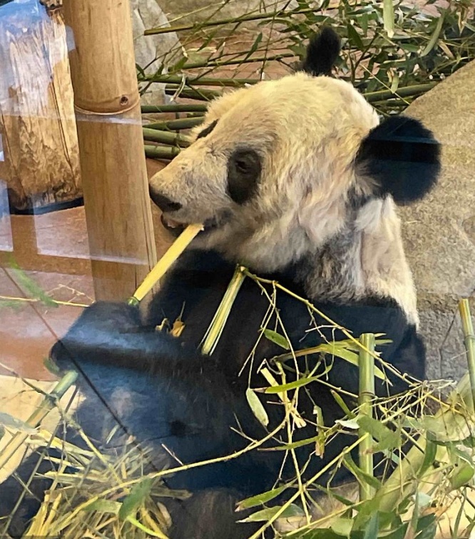 北京動(dòng)物園：已做好準(zhǔn)備迎接大熊貓丫丫