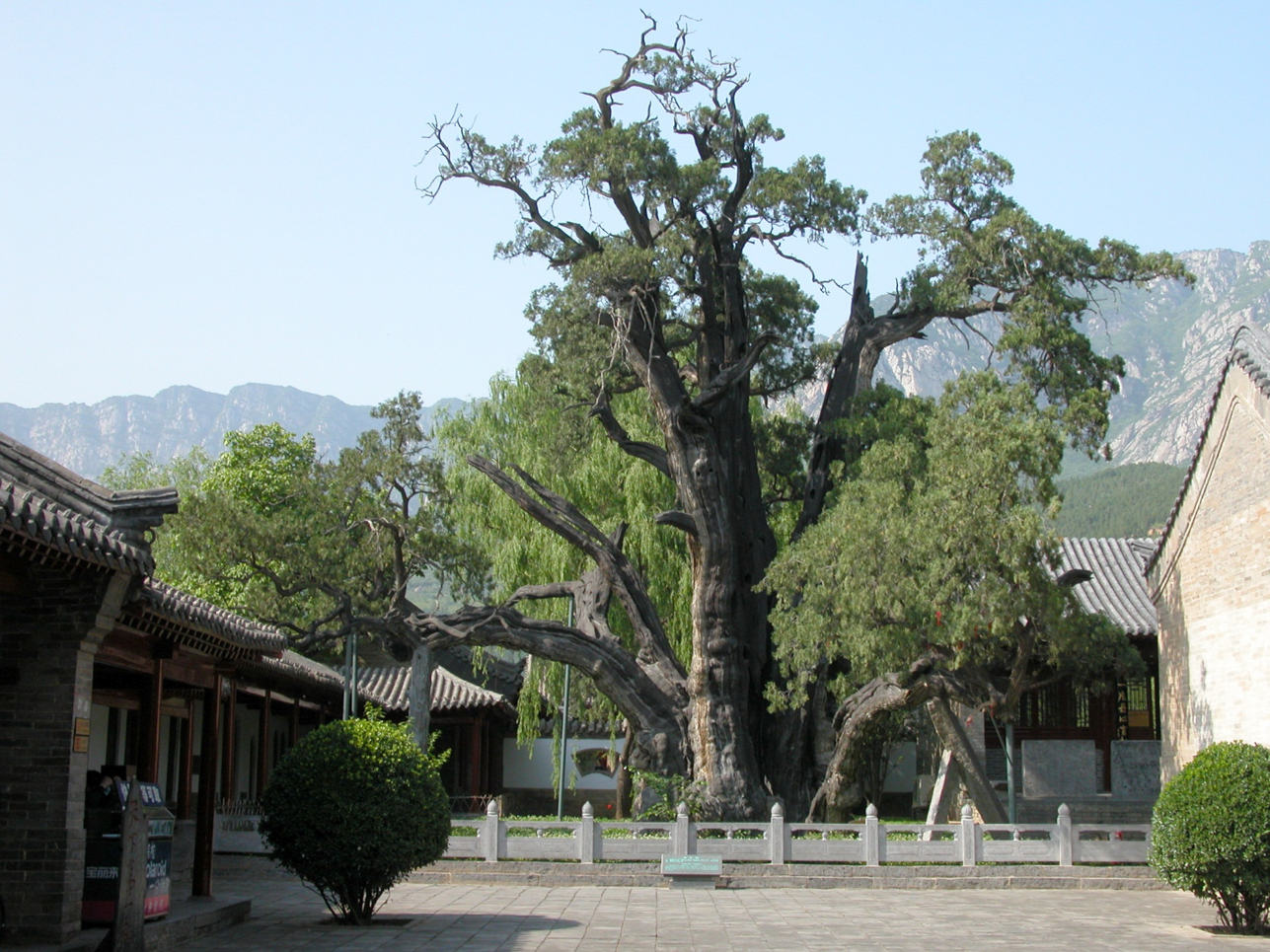 植樹節(jié)丨守護從歷史中走來的綠蔭 河南“樹醫(yī)”助力古樹名木“延壽回春”