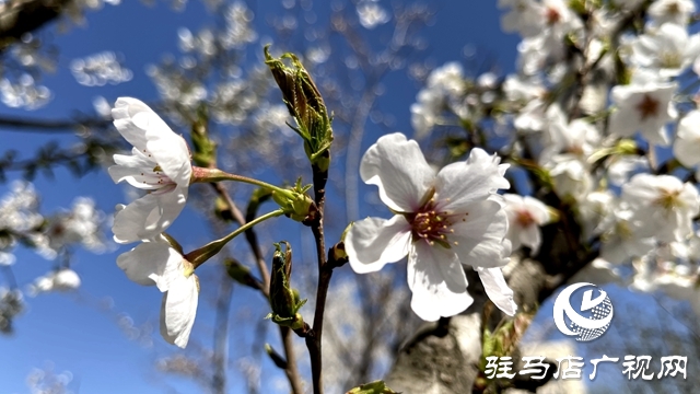 駐馬店人民公園成了花海