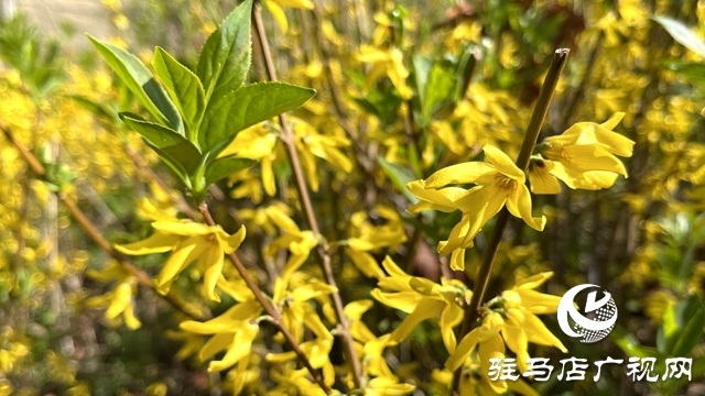 駐馬店人民公園成了花海