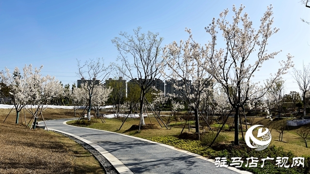 駐馬店人民公園成了花海