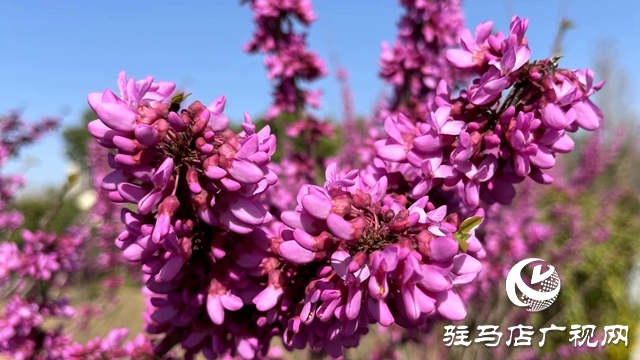 駐馬店人民公園成了花海