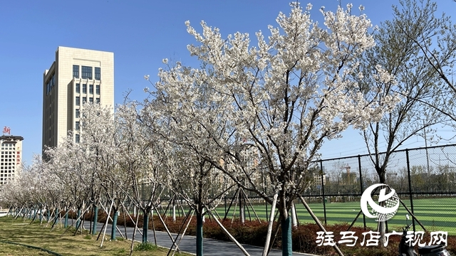 駐馬店人民公園成了花海