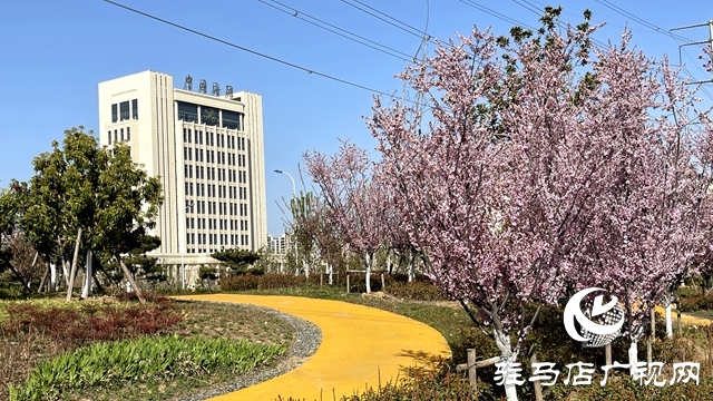 駐馬店人民公園成了花海