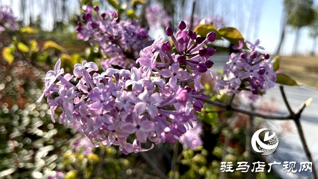 駐馬店人民公園成了花海