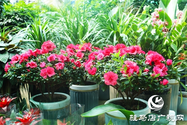 春暖花開添新綠 花卉市場(chǎng)人氣旺