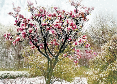 河南有多愛“兩摻兒”？滿街都是“春花摻雪花”