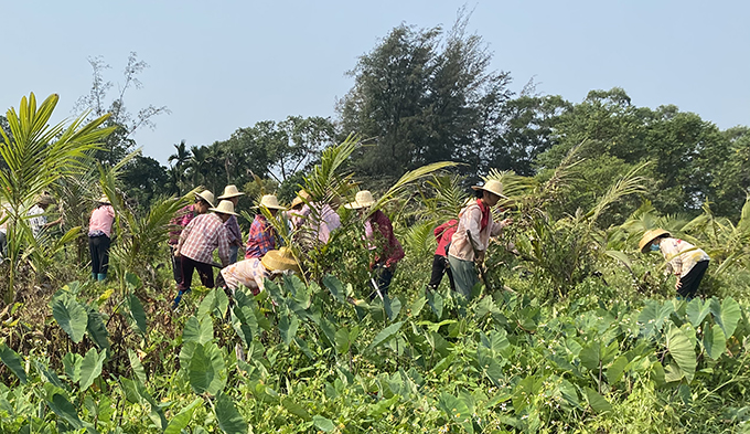 農(nóng)業(yè)農(nóng)村部組織集中滅除重大危害外來入侵物種