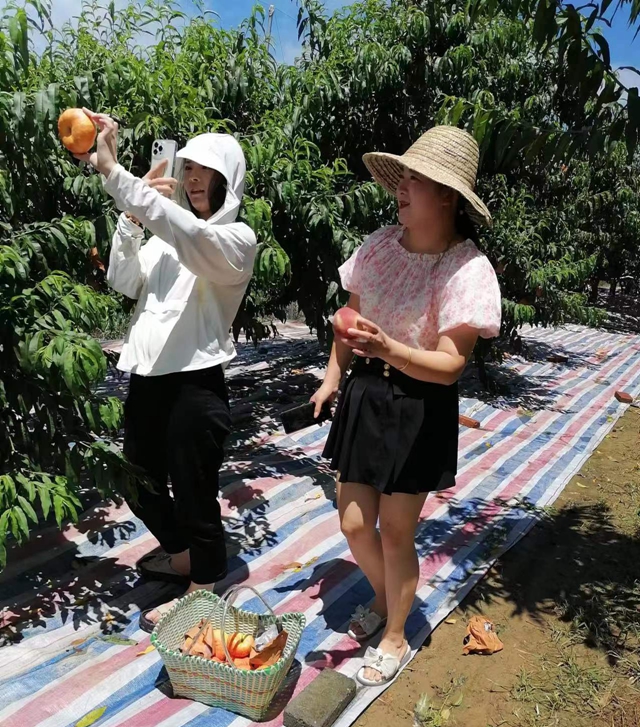 蜜桃掛滿枝 采摘樂趣多