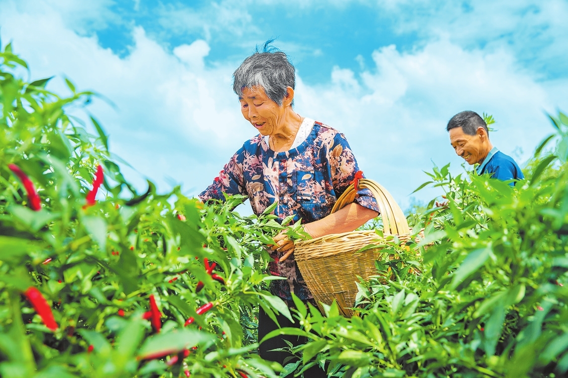 新時代 新征程 新偉業(yè)丨辣椒產業(yè)富百姓