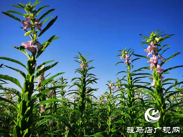 正道香油新產(chǎn)季芝麻即將開(kāi)磨