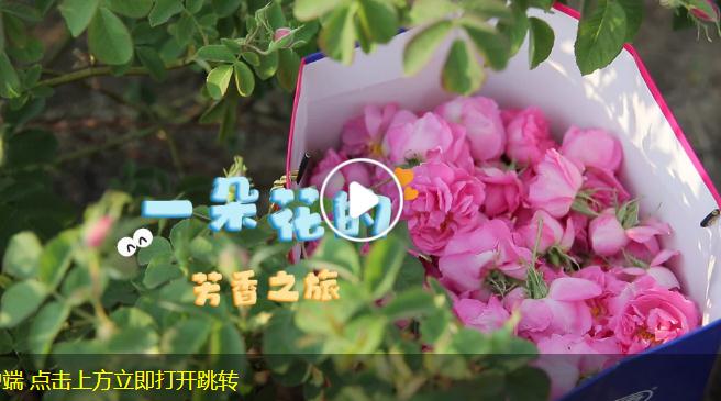 一朵花的芳香之旅丨大象時政＋V視