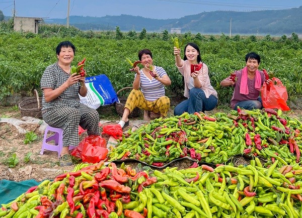 中原“豐”味丨河南各地秋收圖景搶“鮮”上市！這些成語藏在其中