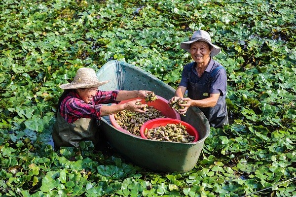 中原“豐”味丨河南各地秋收圖景搶“鮮”上市！這些成語藏在其中