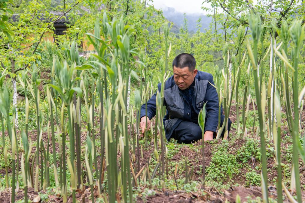 新時代新征程新偉業(yè)·習近平總書記關切事丨奔跑吧，我的村寨——重慶華溪村蹲點調(diào)研筆記