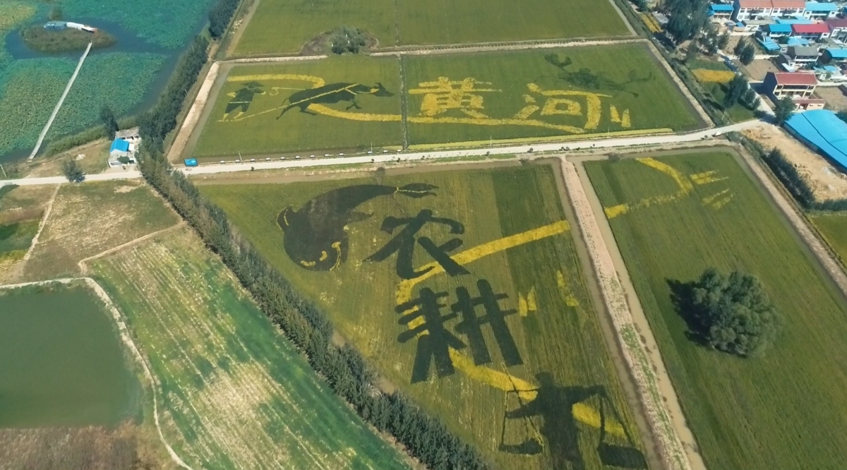 稻花香里說豐年丨黃河岸邊稻花香 展開美麗鄉(xiāng)村新畫卷