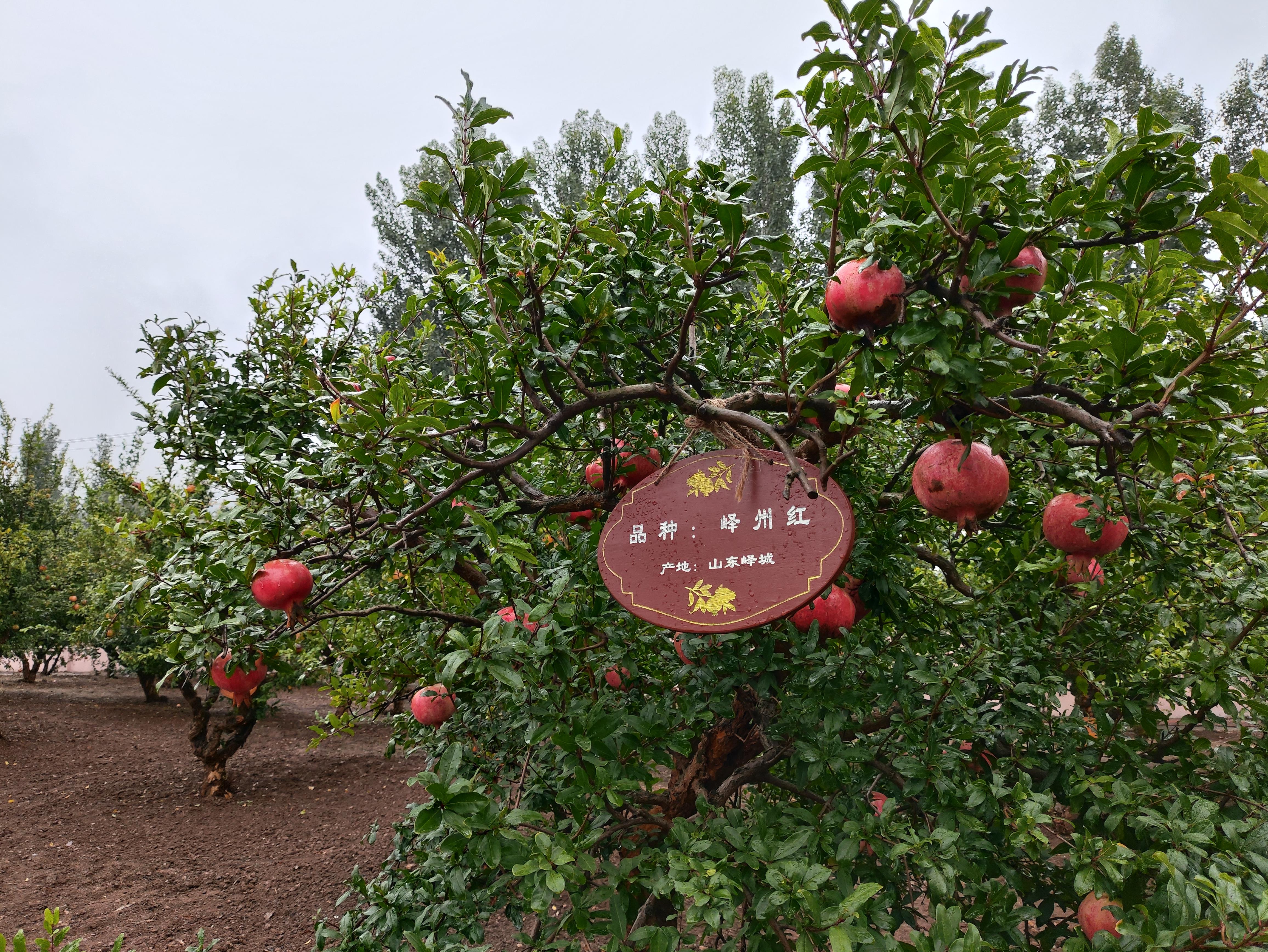 鑒往知來，跟著總書記學(xué)歷史丨千年石榴園 振興新畫卷