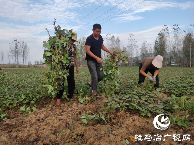 泌陽縣：紅薯種植帶來助農(nóng)增收“新”薯光