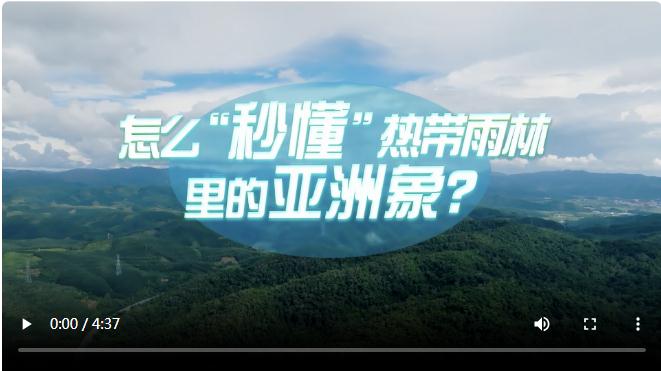 中國式現(xiàn)代化·青年的回答丨怎么“秒懂”熱帶雨林里的亞洲象？