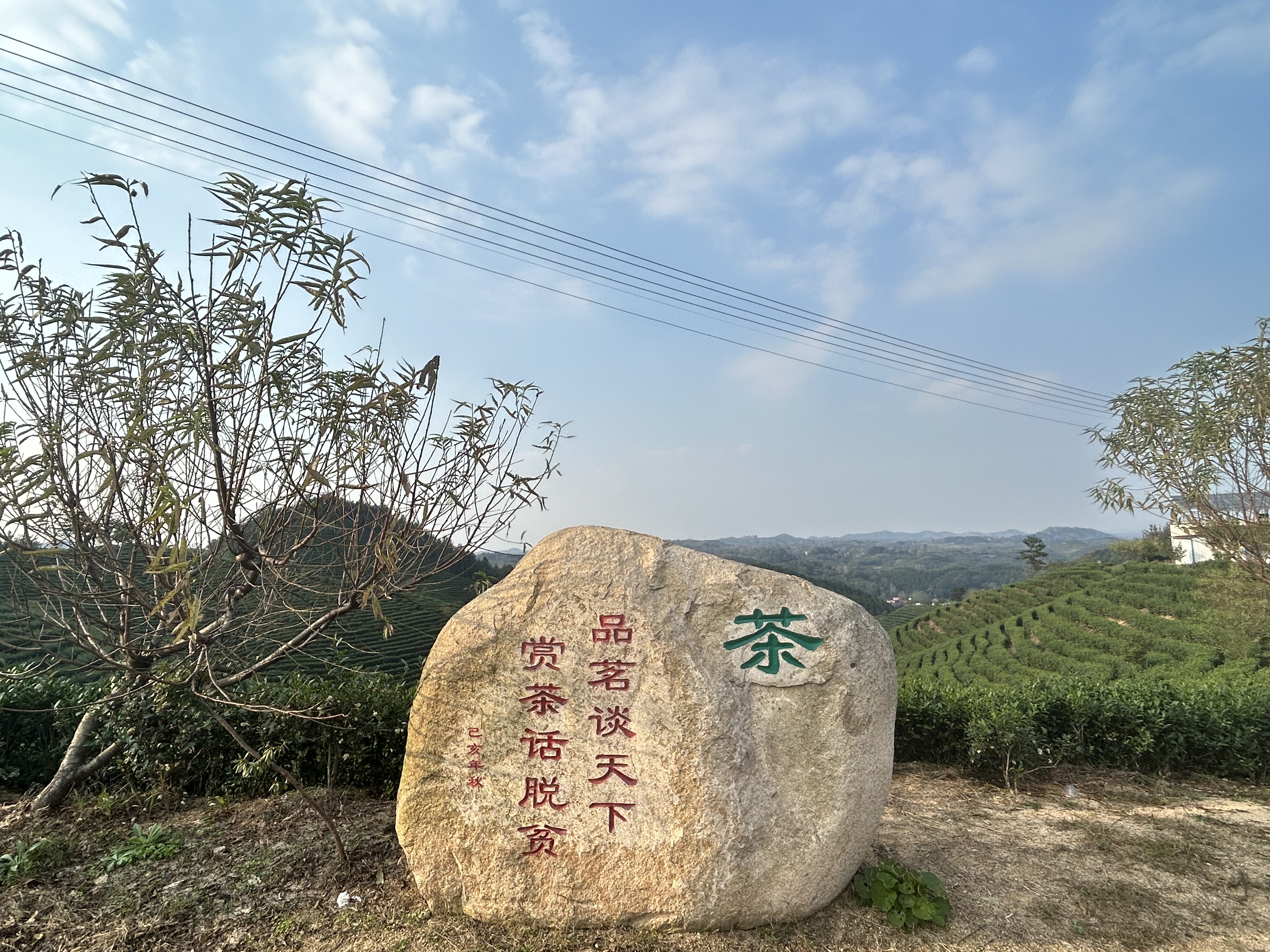 鄉(xiāng)村行·看振興 再向三山行·大別山采風(fēng)⑤ ｜ 大別山茶市有多大