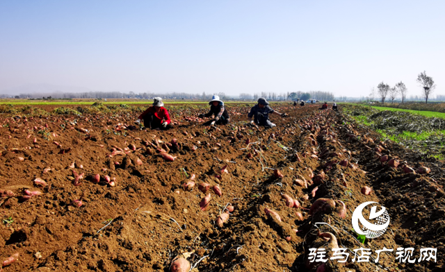 泌陽縣郭集鎮(zhèn)：萬畝紅薯喜獲豐收