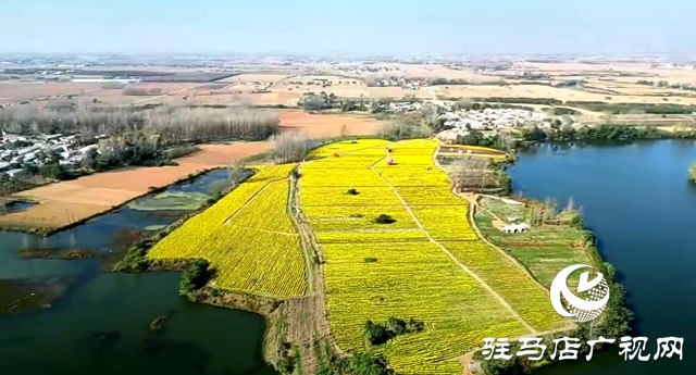 驛城區(qū)諸市鎮(zhèn)魏莊村：“天邊花海田園綜合體”項(xiàng)目助力鄉(xiāng)村振興