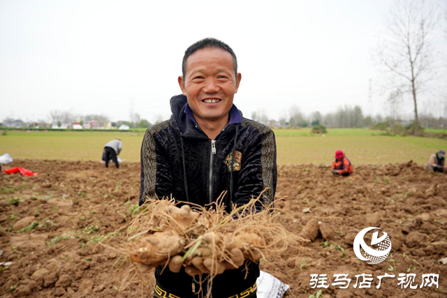 平輿縣：借力“中國藥谷”建設 發(fā)展藥材種植產(chǎn)業(yè)