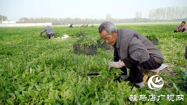 西平縣：蒲公英種植托起鄉(xiāng)村振興夢(mèng)