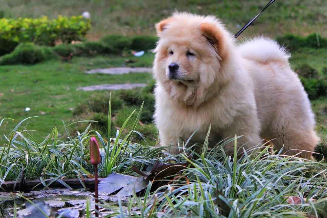 北京一女子違規(guī)遛松獅犬，老人被嚇壞摔傷！法院判了