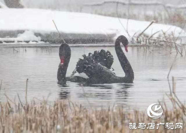 新蔡縣：“五湖四帶”披銀裝 雪中風(fēng)景美如畫