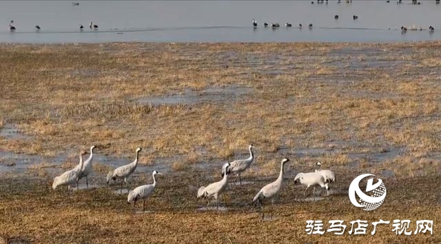 汝南宿鴨湖水鳥的天堂