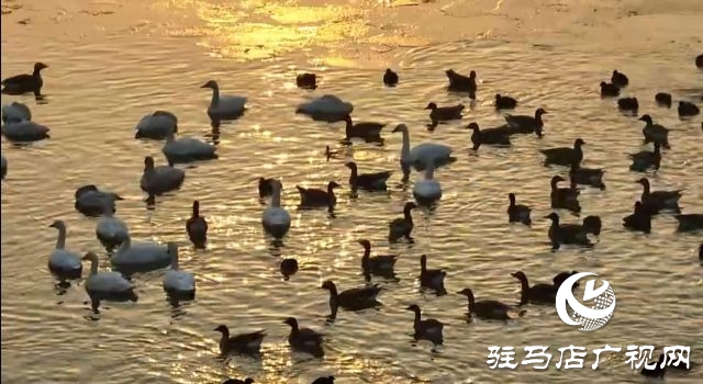 汝南宿鴨湖水鳥的天堂