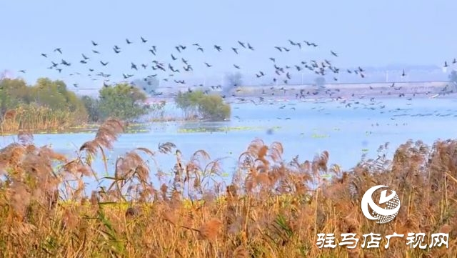 汝南宿鴨湖水鳥的天堂