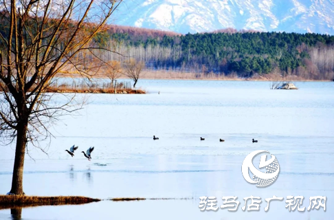 詩朗誦《銅山湖雪岸、玉樹、水鳥........絕美的一幅畫》