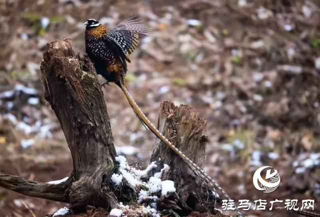 泌陽銅山湖驚現(xiàn)雪中美麗的珍稀瀕危鳥類白冠長尾雉