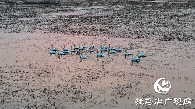 寒冬，他們在宿鴨湖濕地守護候鳥