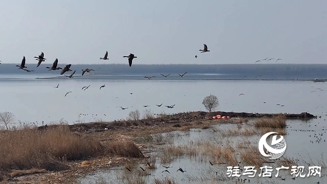 寒冬，他們在宿鴨湖濕地守護候鳥