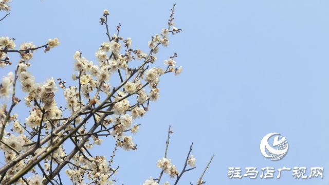 遂平：嵖岈山600畝梅園花開迎春來