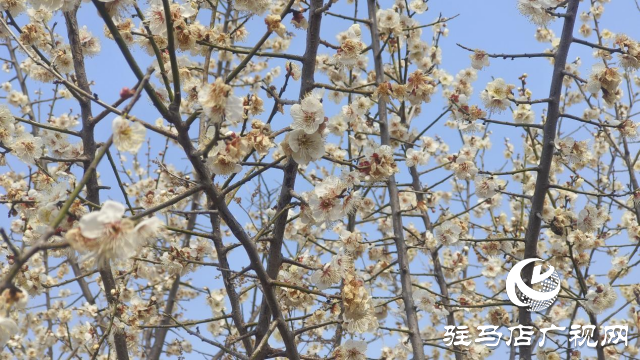 遂平：嵖岈山600畝梅園花開迎春來