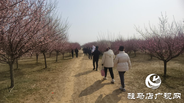 遂平：嵖岈山600畝梅園花開迎春來