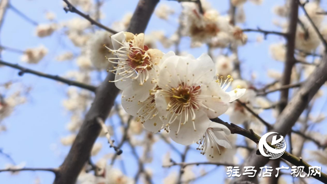 遂平：嵖岈山600畝梅園花開迎春來