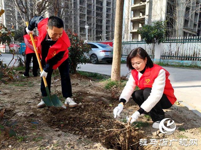 駐馬店市郵政分公司團(tuán)委組織開(kāi)展植樹(shù)活動(dòng)