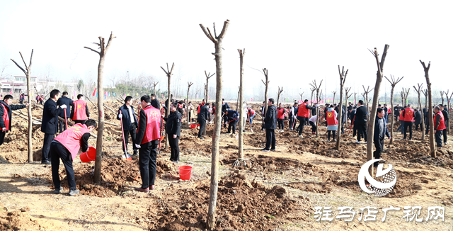 驛城區(qū)：植樹(shù)添新綠 不負(fù)好春光